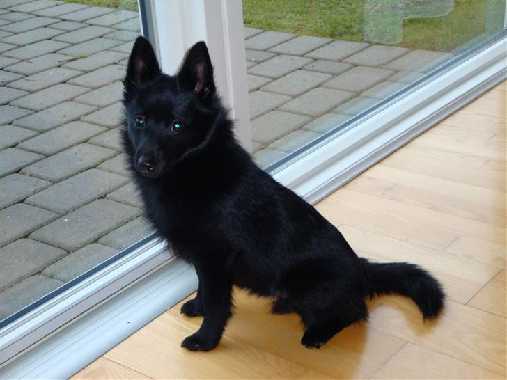 Schipperke Aslan billede 1