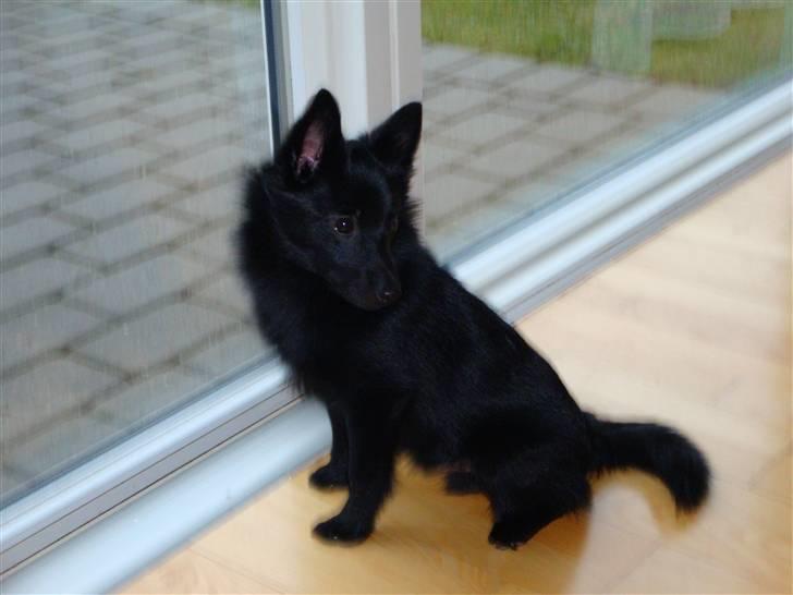 Schipperke Aslan billede 2