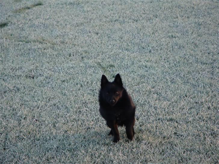 Schipperke Aslan billede 3