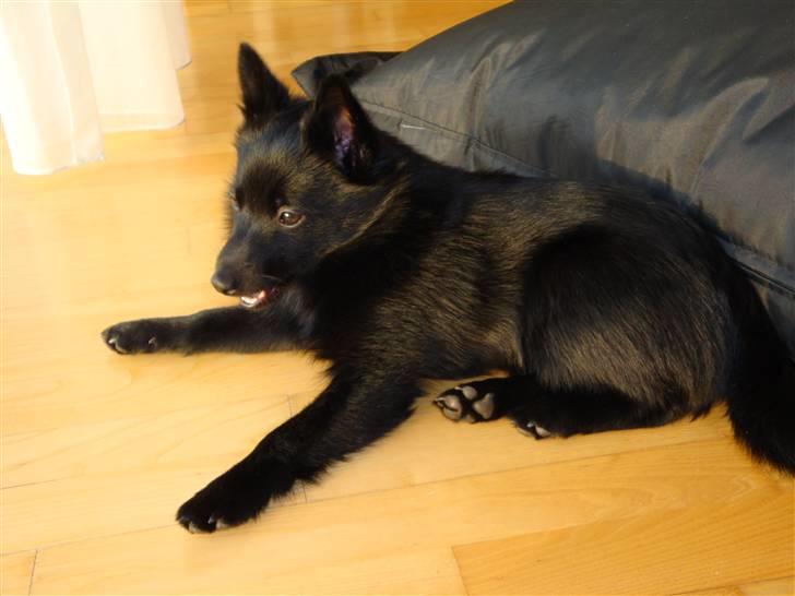 Schipperke Aslan billede 4