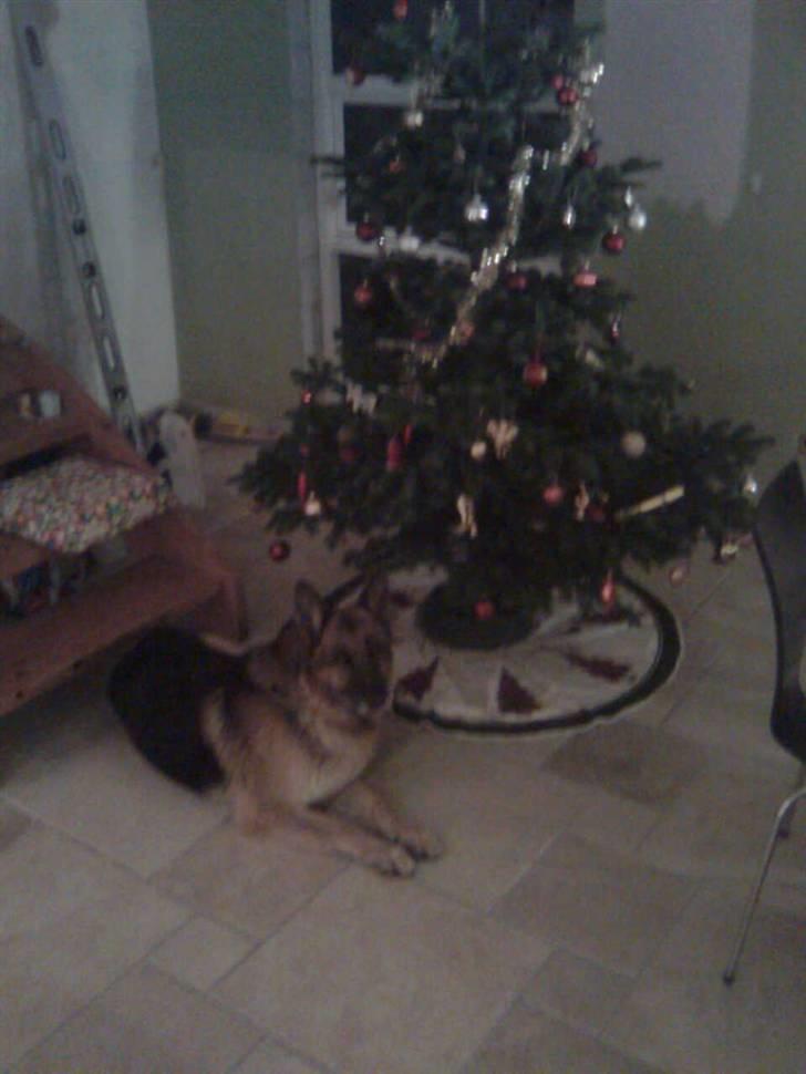 Schæferhund Astro  billede 14