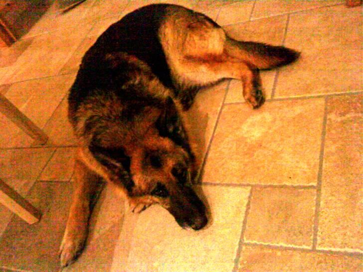 Schæferhund Astro  billede 15