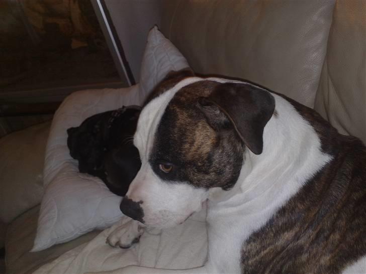 Blanding af racer Sniff billede 2