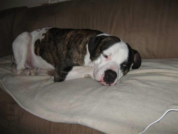 Blanding af racer Sniff billede 3