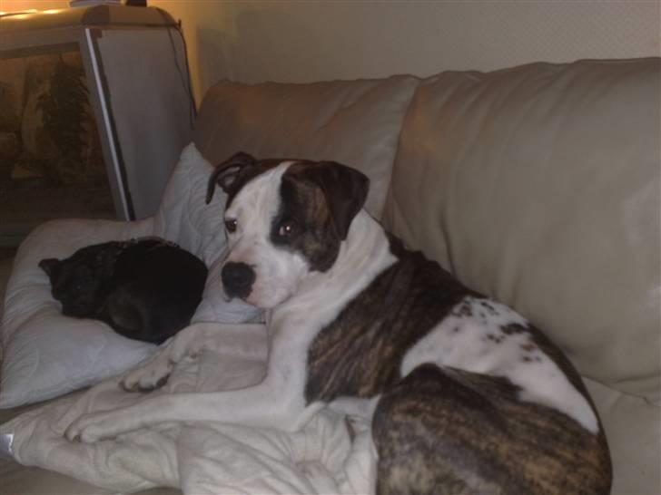 Blanding af racer Sniff billede 4