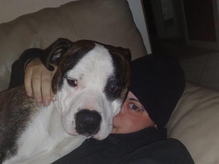 Blanding af racer Sniff billede 5