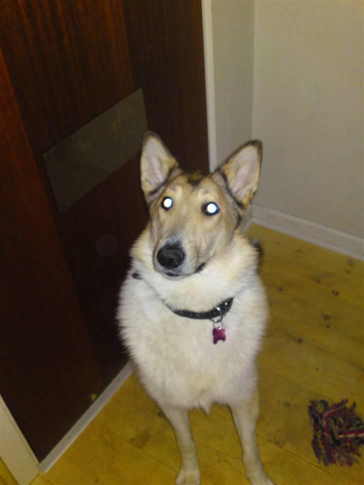 Blanding af racer Foxy billede 1