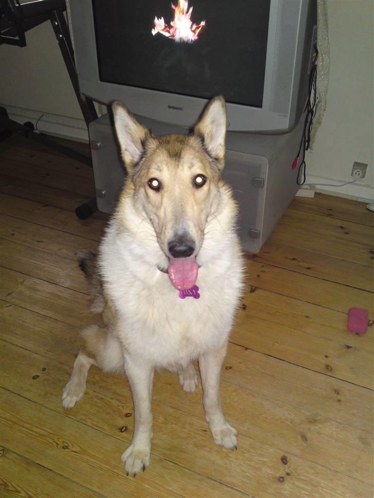 Blanding af racer Foxy billede 2