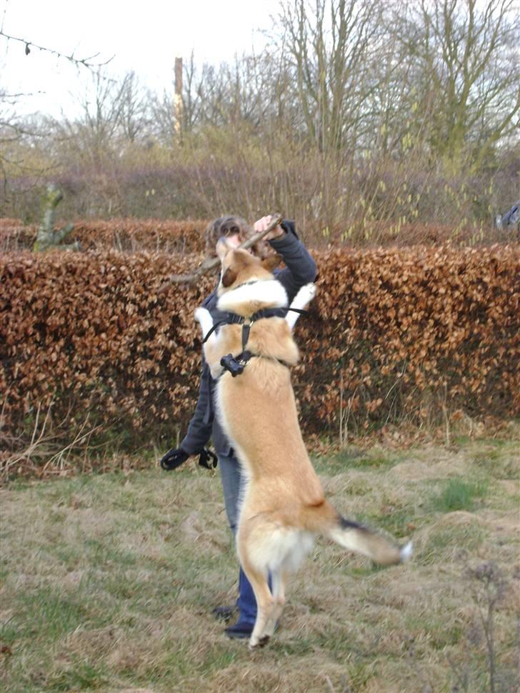 Blanding af racer Foxy billede 3