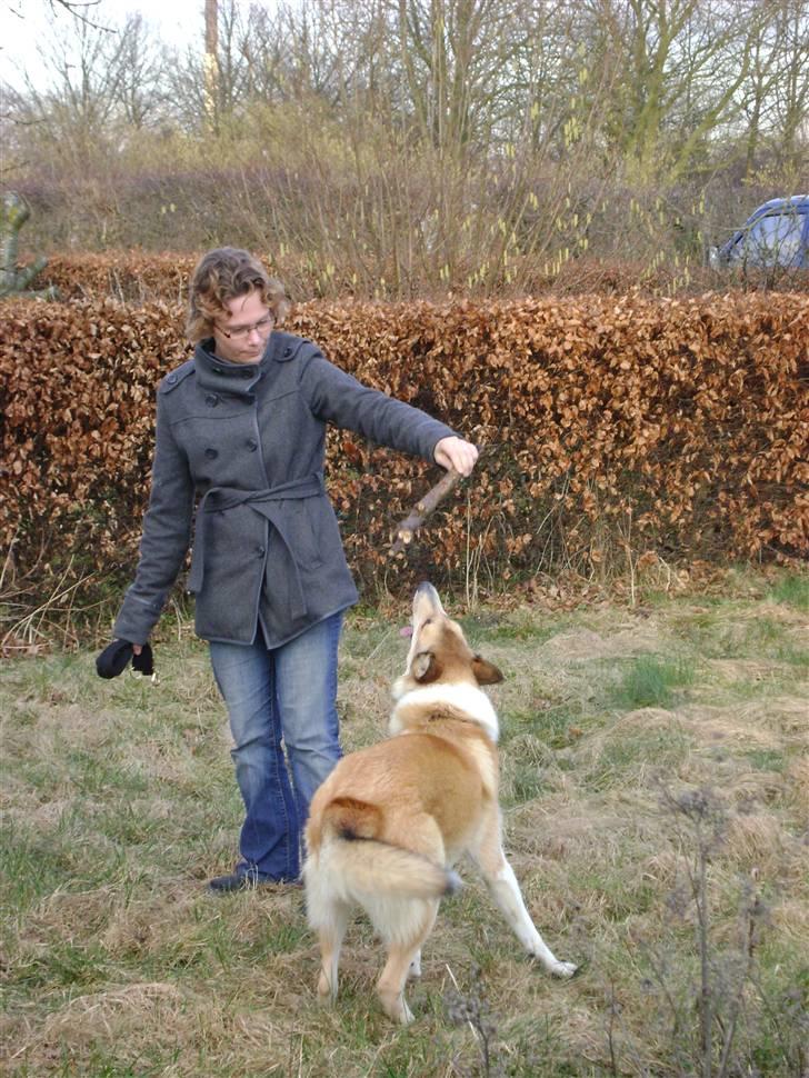 Blanding af racer Foxy billede 4