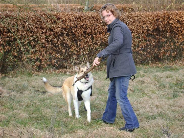 Blanding af racer Foxy billede 5