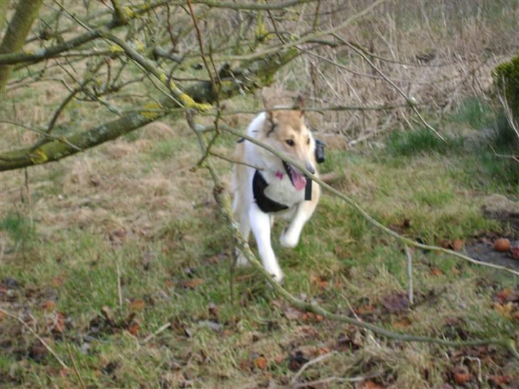 Blanding af racer Foxy billede 6