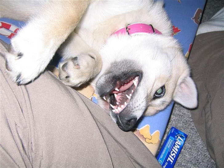 Norsk buhund Akita *Himmel hund* - se mig nu, nus mig, leg med mig ikke ignorere mig.  billede 17