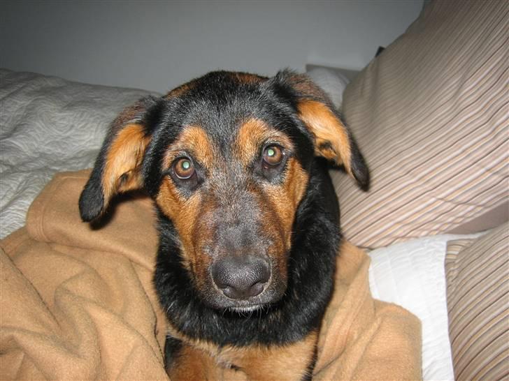 Blanding af racer Nala - Velkommen til Nalas profil ;D billede 1