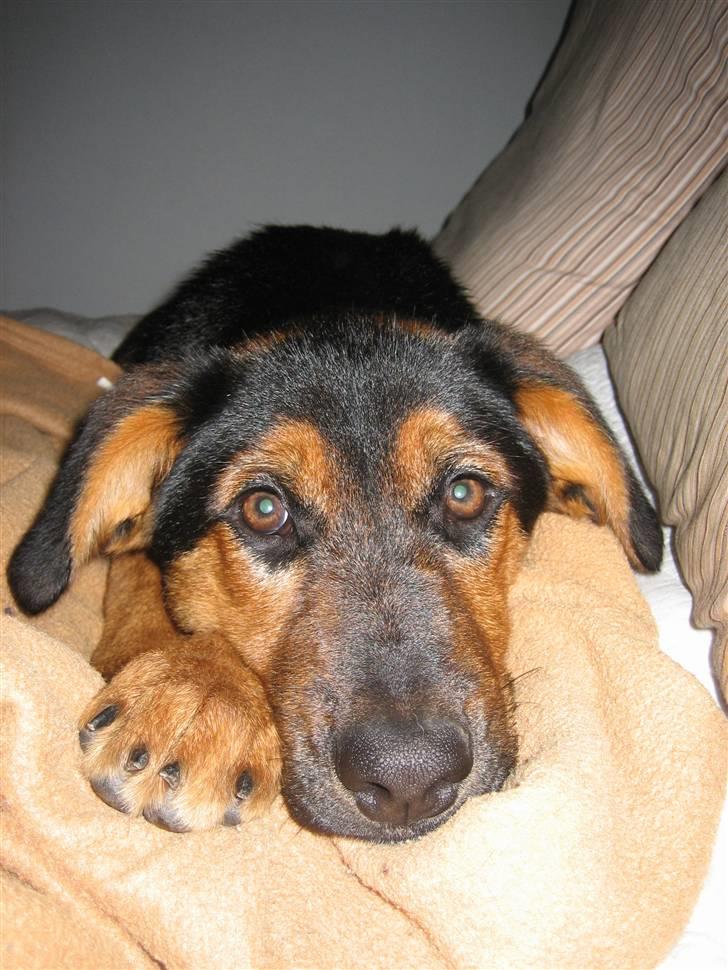 Blanding af racer Nala billede 2