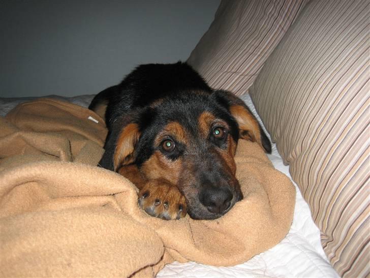 Blanding af racer Nala billede 3