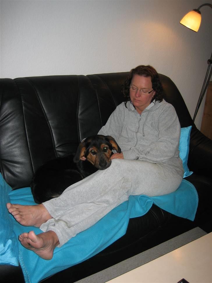 Blanding af racer Nala billede 4