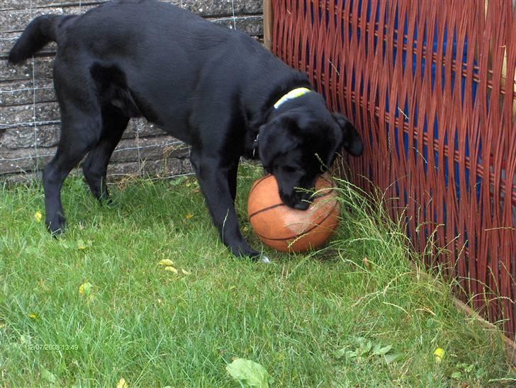 Labrador retriever Rex billede 7