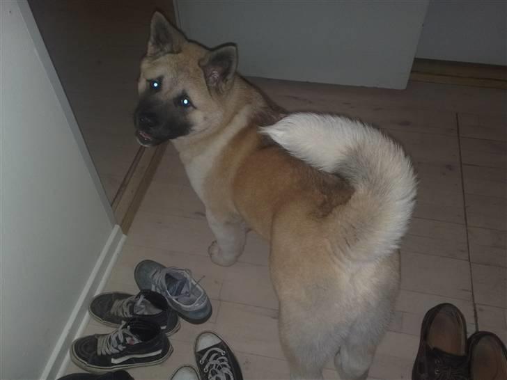 American Akita Xantos billede 5