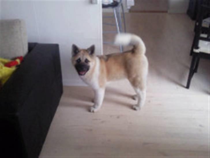 American Akita Xantos billede 6