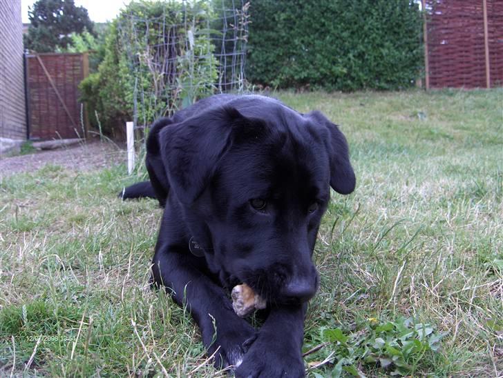 Labrador retriever Rex billede 9