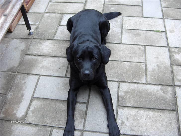 Labrador retriever Rex billede 10