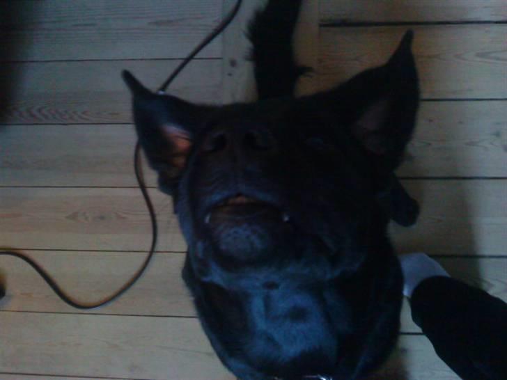 Labrador retriever Rex billede 11