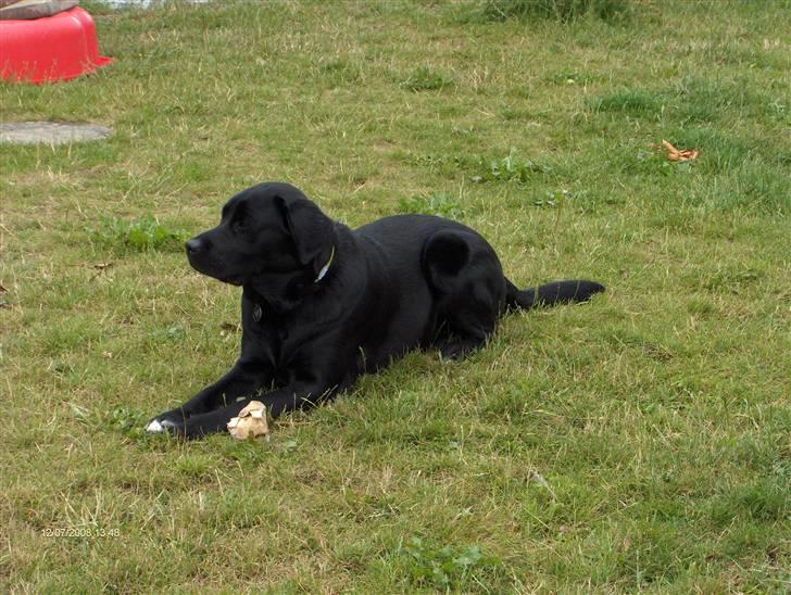 Labrador retriever Rex billede 13