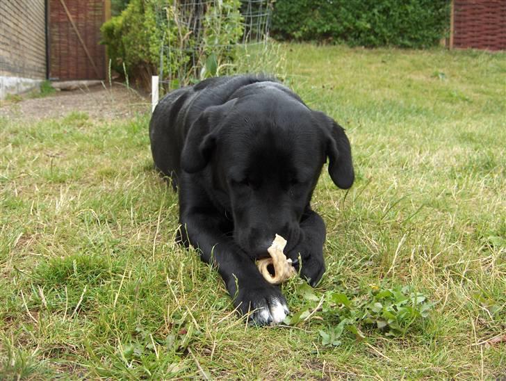 Labrador retriever Rex billede 15