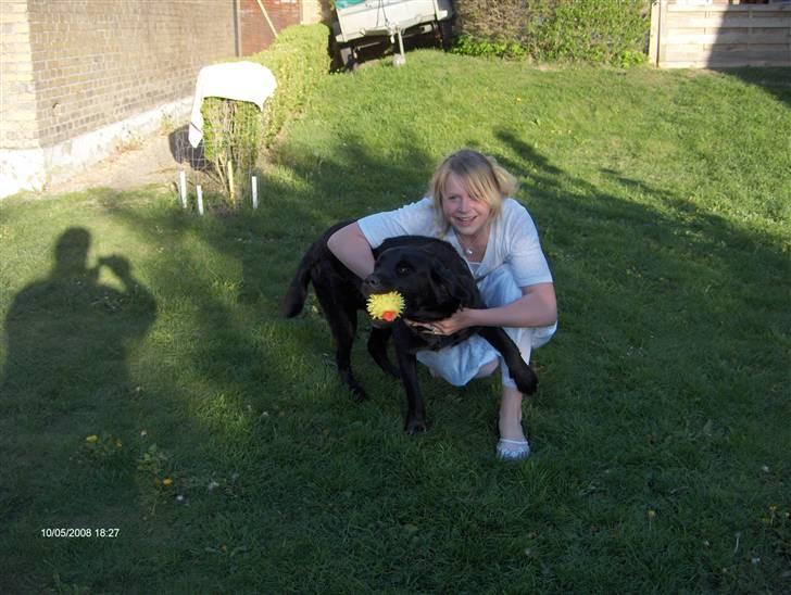 Labrador retriever Rex billede 16