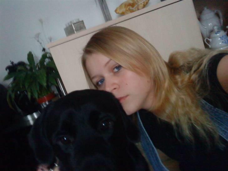 Labrador retriever Rex billede 17
