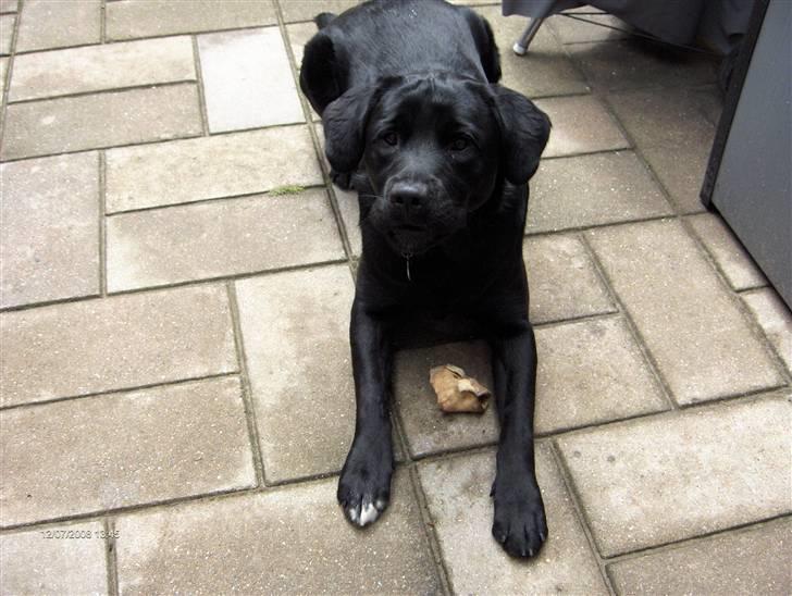 Labrador retriever Rex billede 18