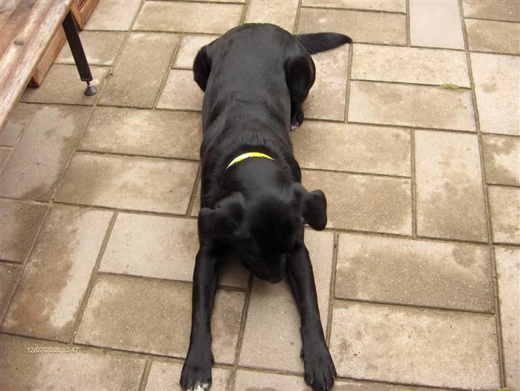 Labrador retriever Rex billede 19