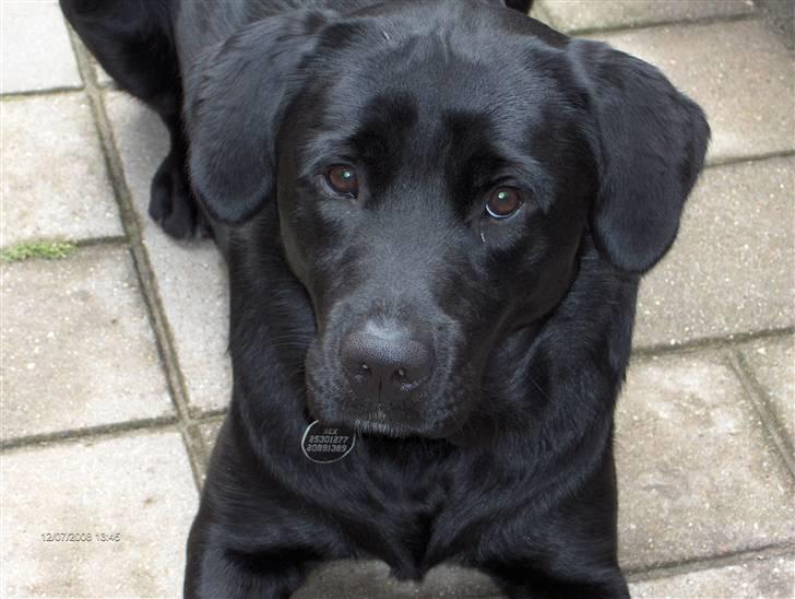 Labrador retriever Rex billede 20