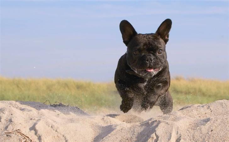 Fransk bulldog Rocko billede 7