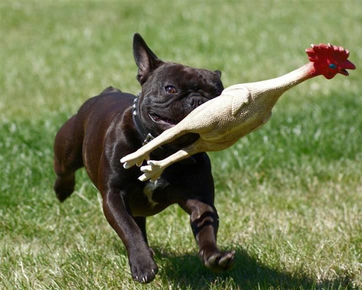 Fransk bulldog Rocko billede 8