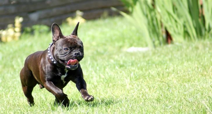 Fransk bulldog Rocko billede 9