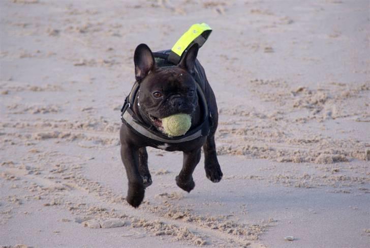 Fransk bulldog Rocko billede 10