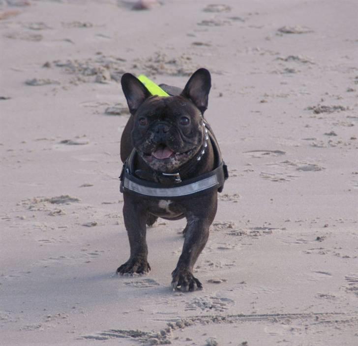 Fransk bulldog Rocko billede 11