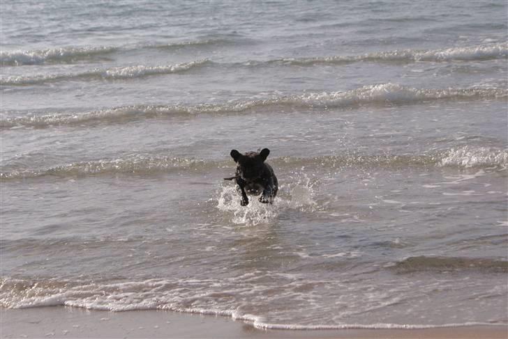 Fransk bulldog Rocko billede 12