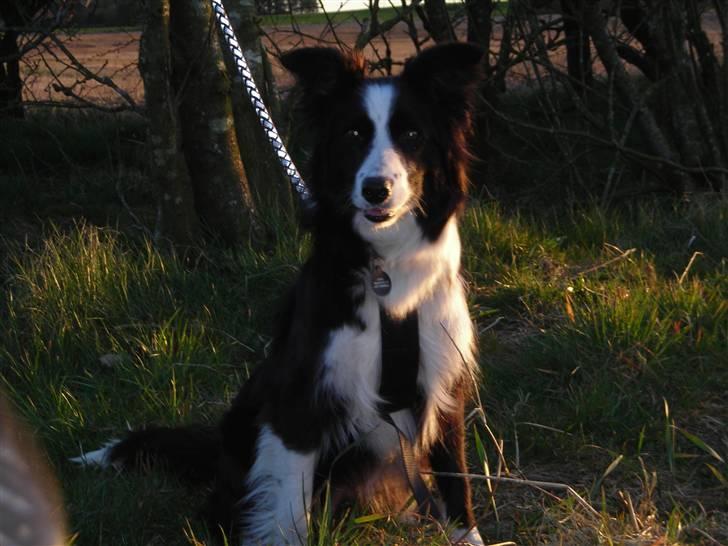 Border collie safir RIP billede 13