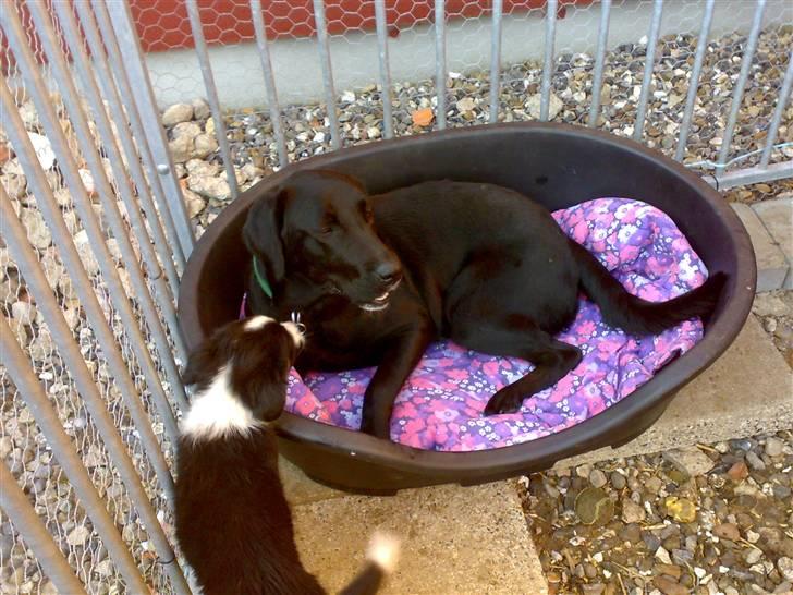 Labrador retriever Mille min mannds hund - må jeg være med billede 12