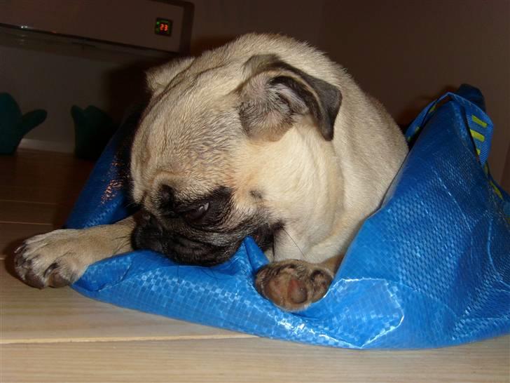 Mops Lola billede 16