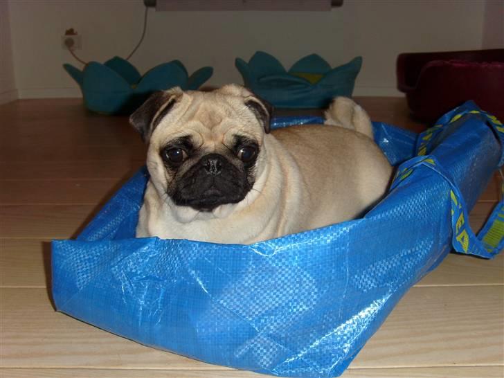 Mops Lola billede 17