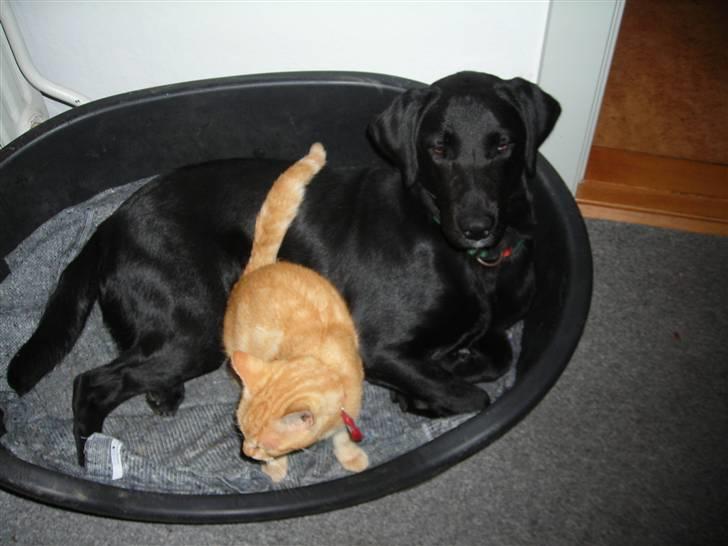 Labrador retriever Mille min mannds hund billede 13