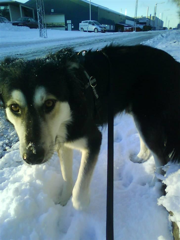 Blanding af racer Loco billede 1