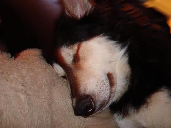 Blanding af racer Loco billede 2