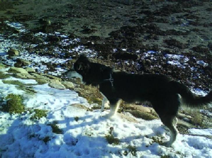 Blanding af racer Loco billede 3