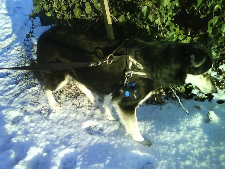 Blanding af racer Loco billede 4