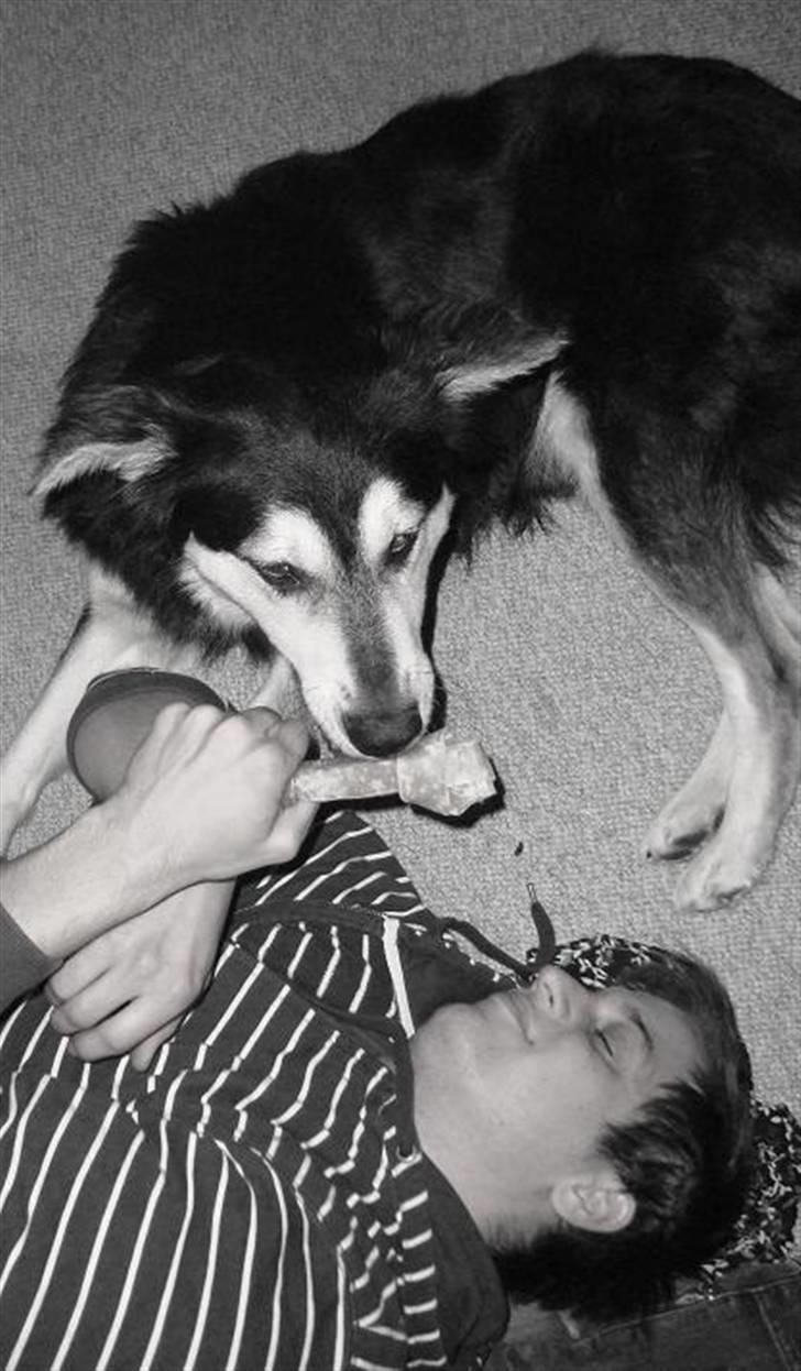 Blanding af racer Loco billede 5